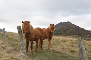 Emo Icelandic Horses